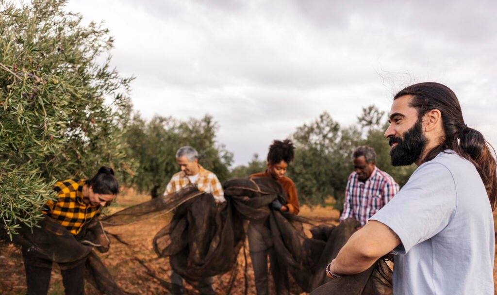 Multi Generational Farmers Harvesting Olives In Or 2025 02 21 22 44 52 Utc 1024x608